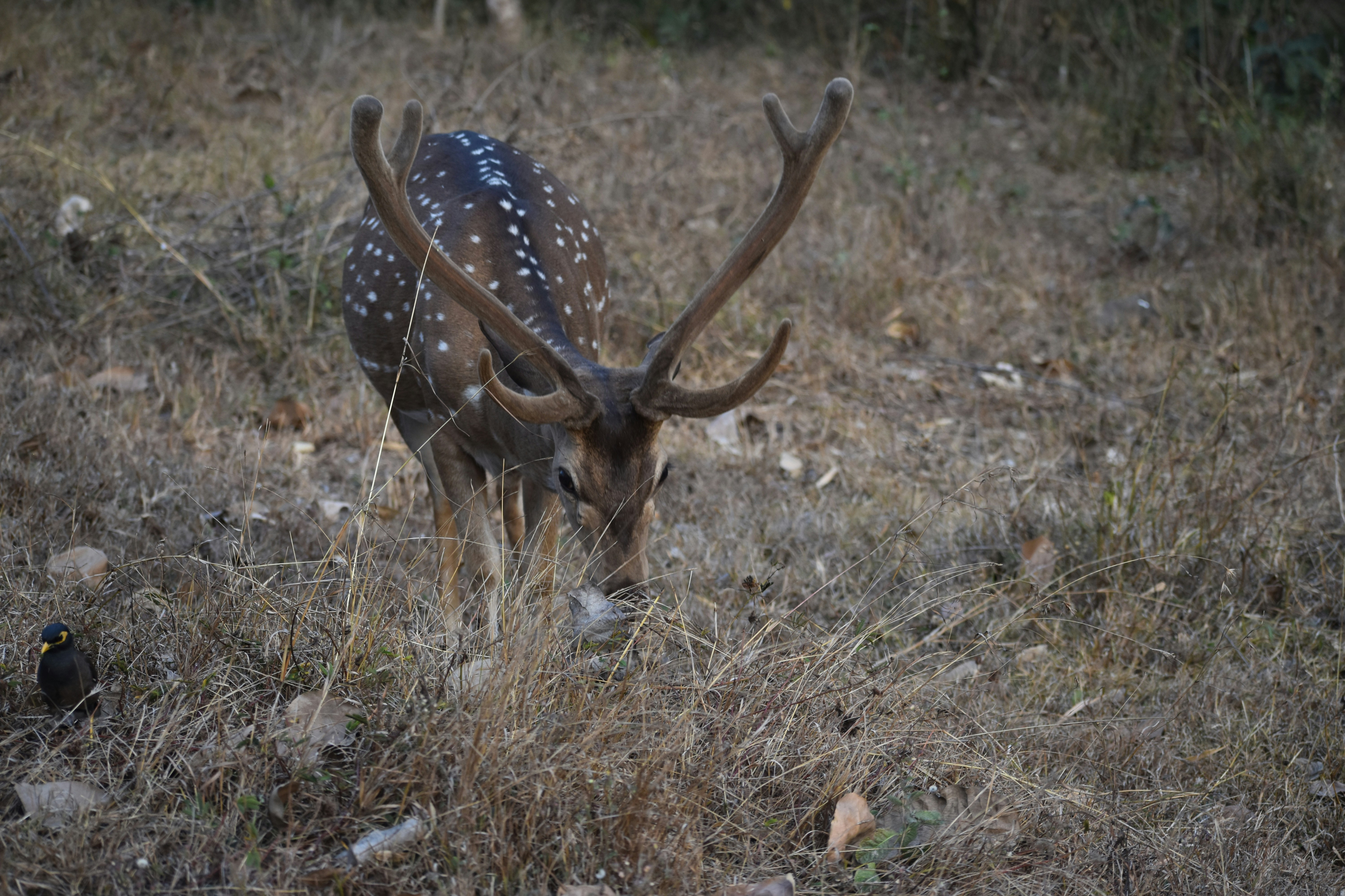 Bandipur – Natural Environment & Landscapes