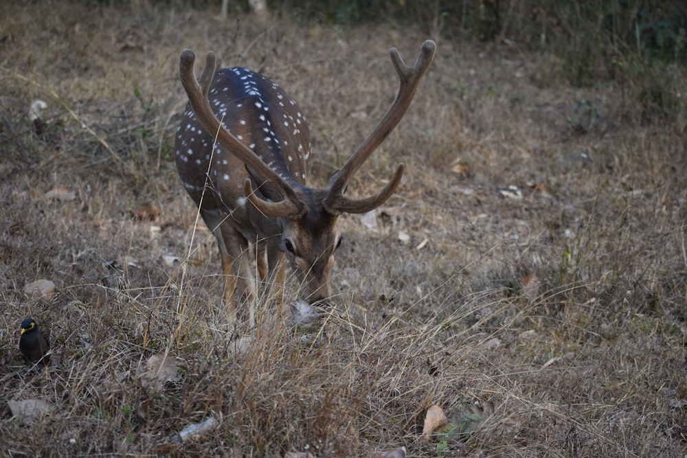 a deer with antlers in a field