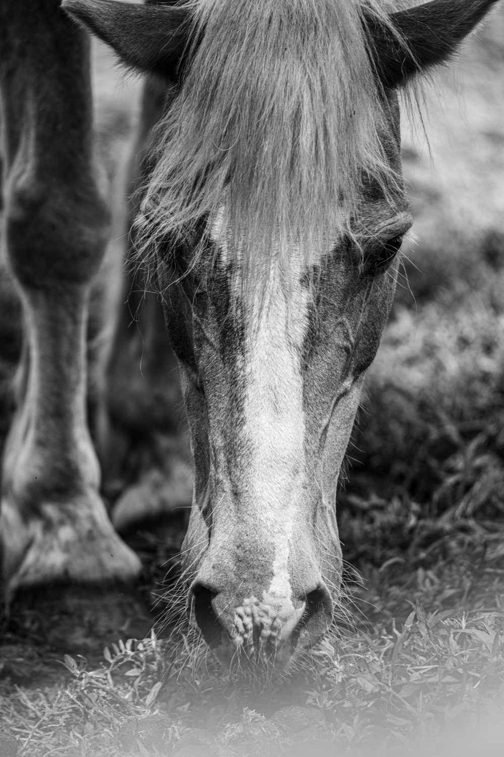 a horse with its nose up