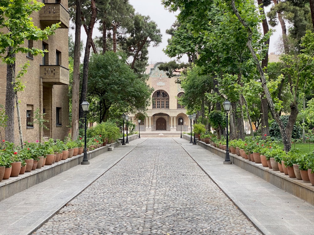 a street with trees and buildings on the side