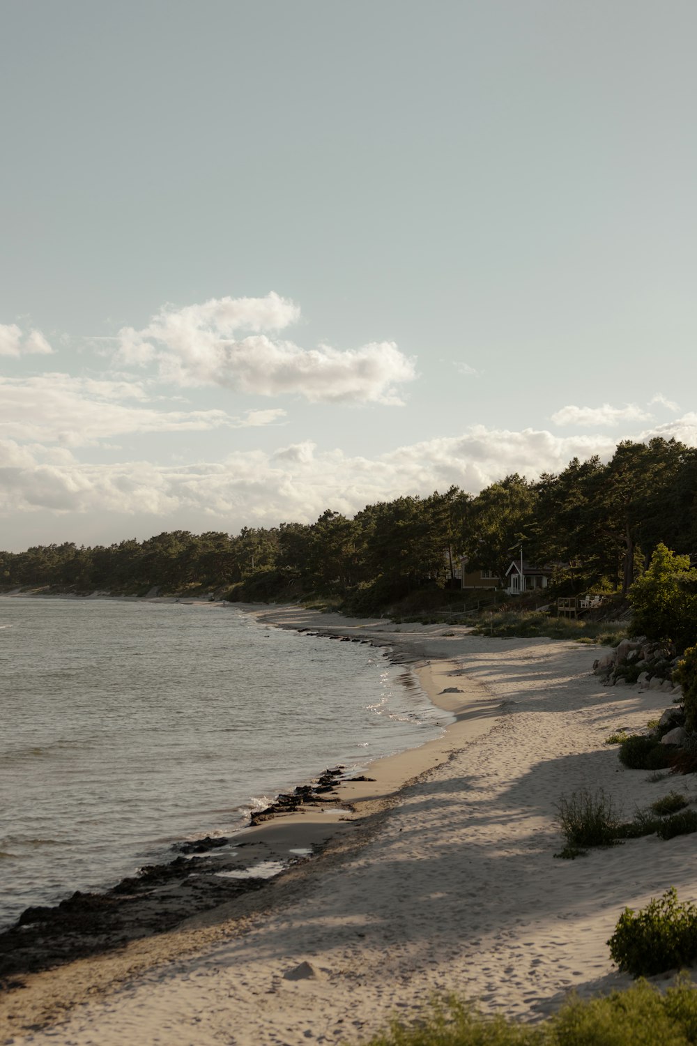 a beach with trees and a body of water