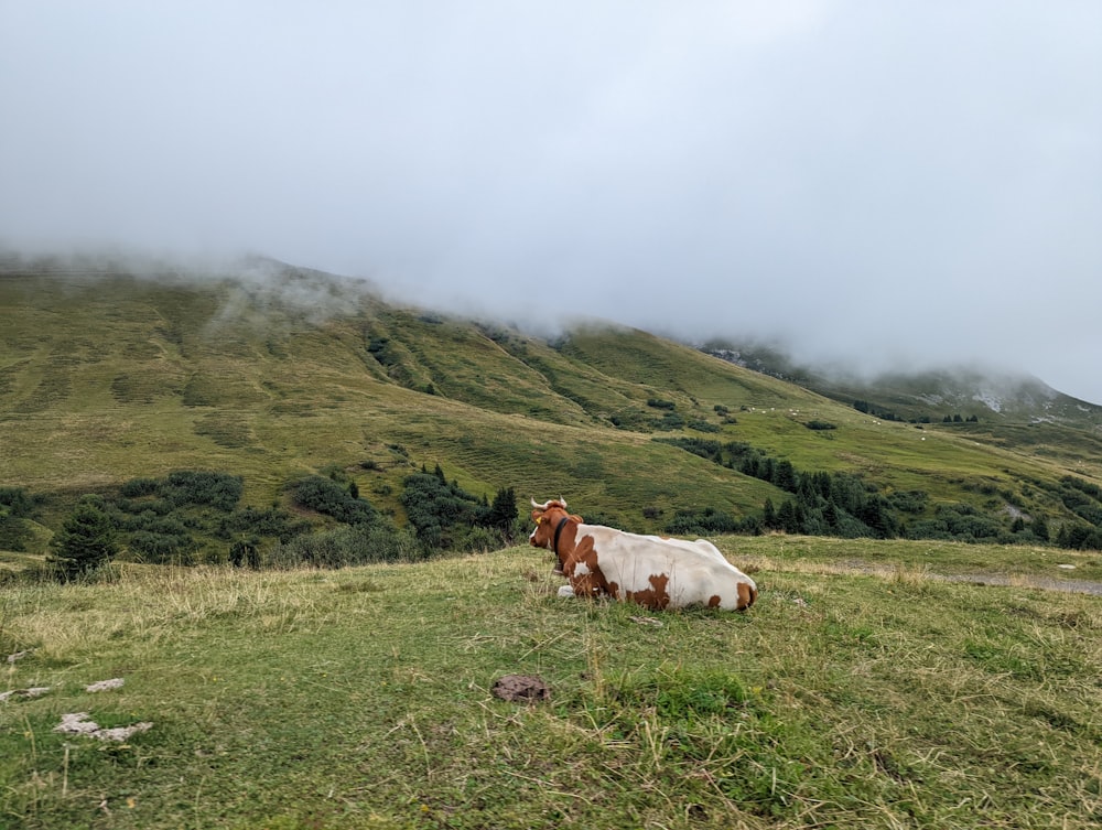 uma vaca sentada em um campo