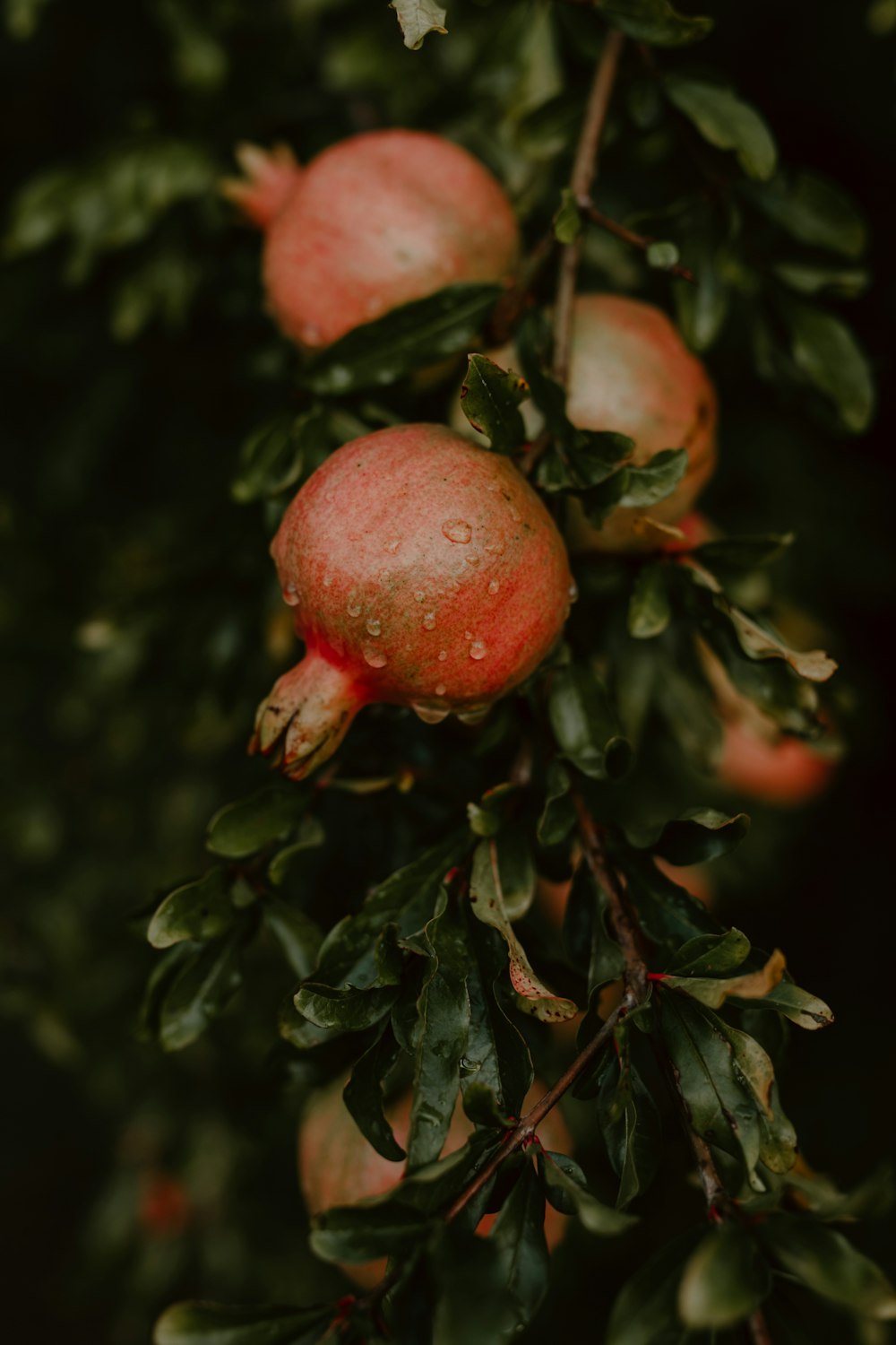 a group of apples swing from a tree