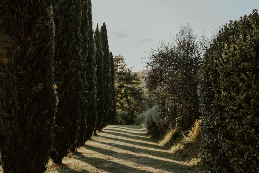 a path through a forest