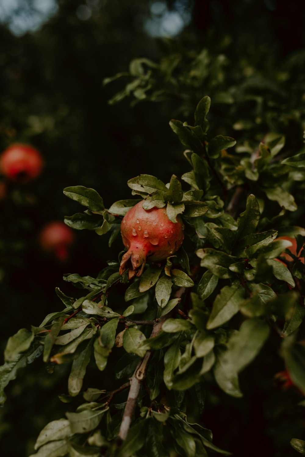 a red berry on a bush