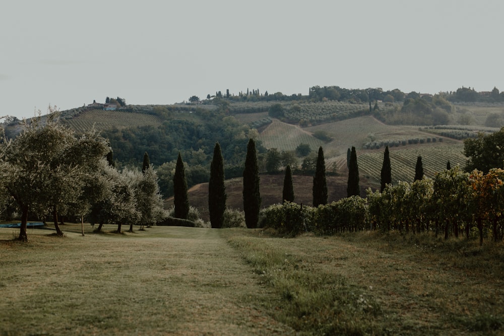 a landscape with trees and bushes