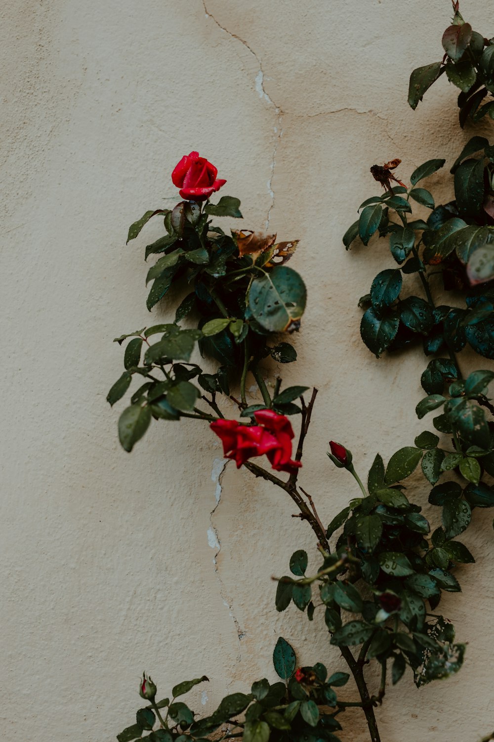 a plant with red flowers