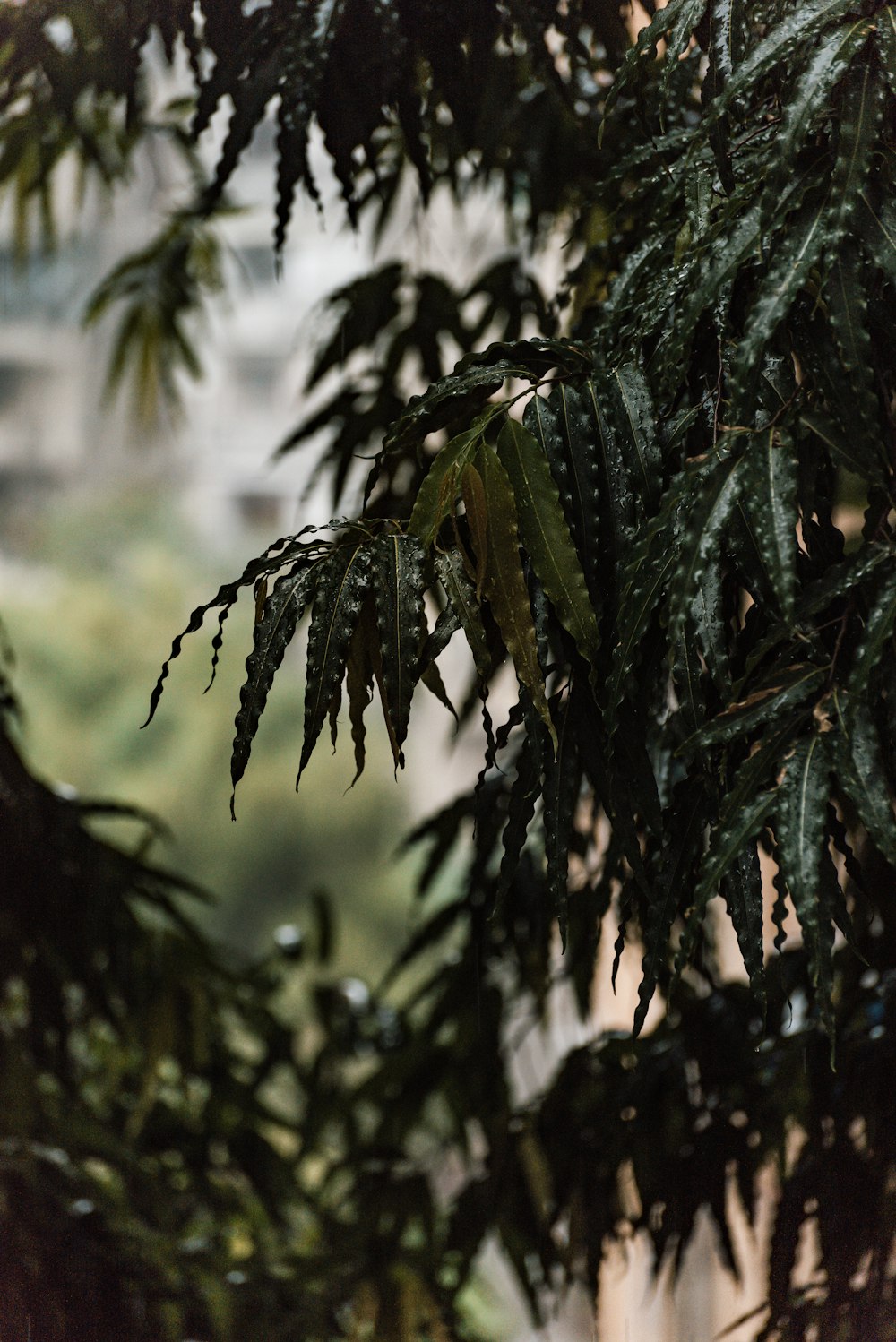 a close up of a tree