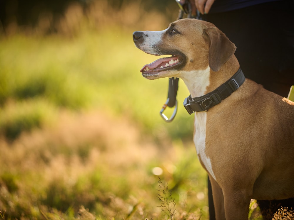 a dog with a leash