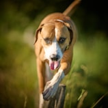 a dog with a stick in its mouth