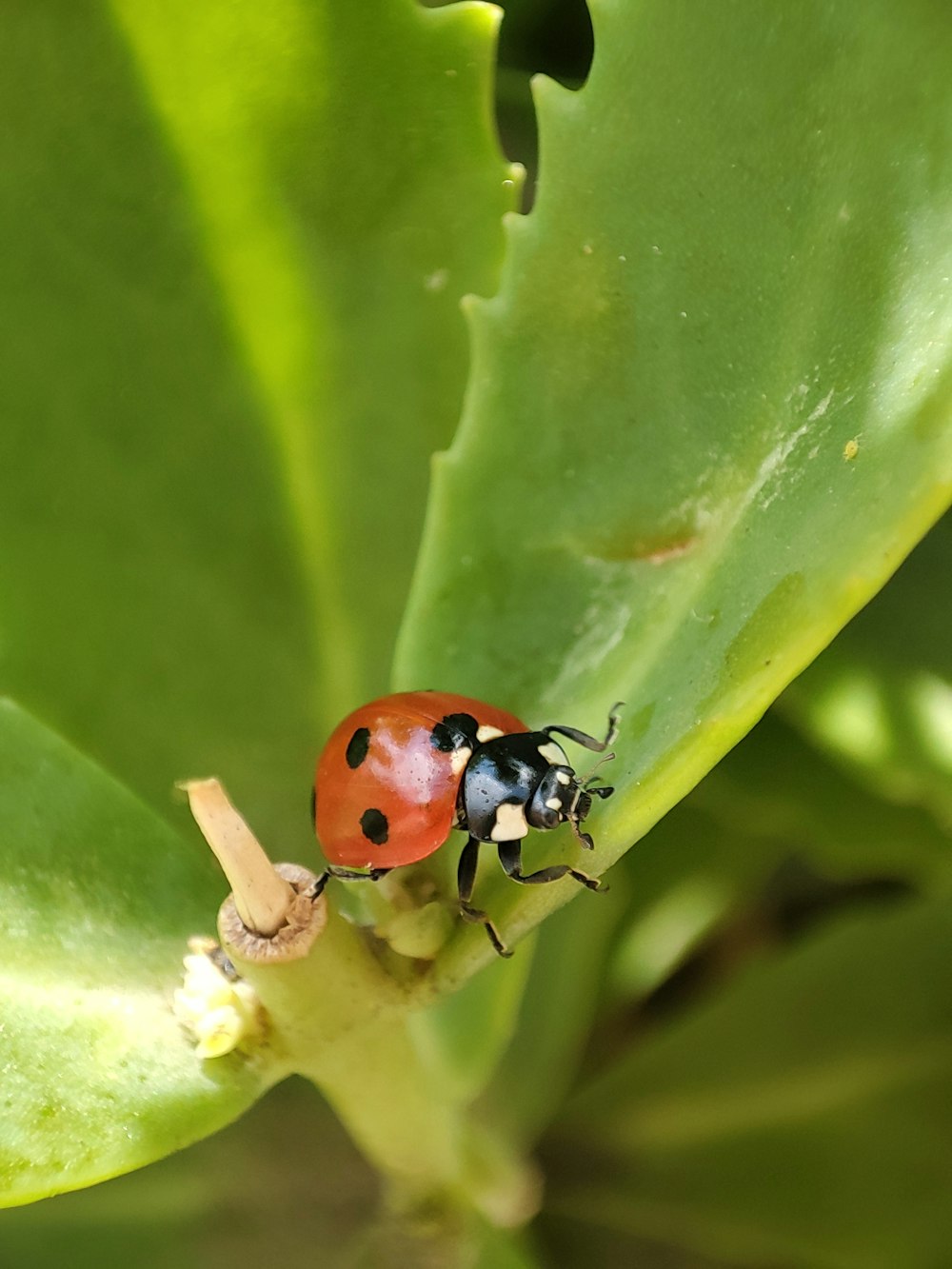 a ladybug on a leaf