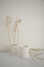 a plant in a white mug next to a white mug and a white mug