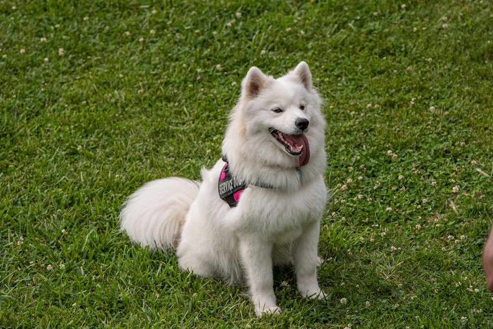 a white dog sitting in the grass