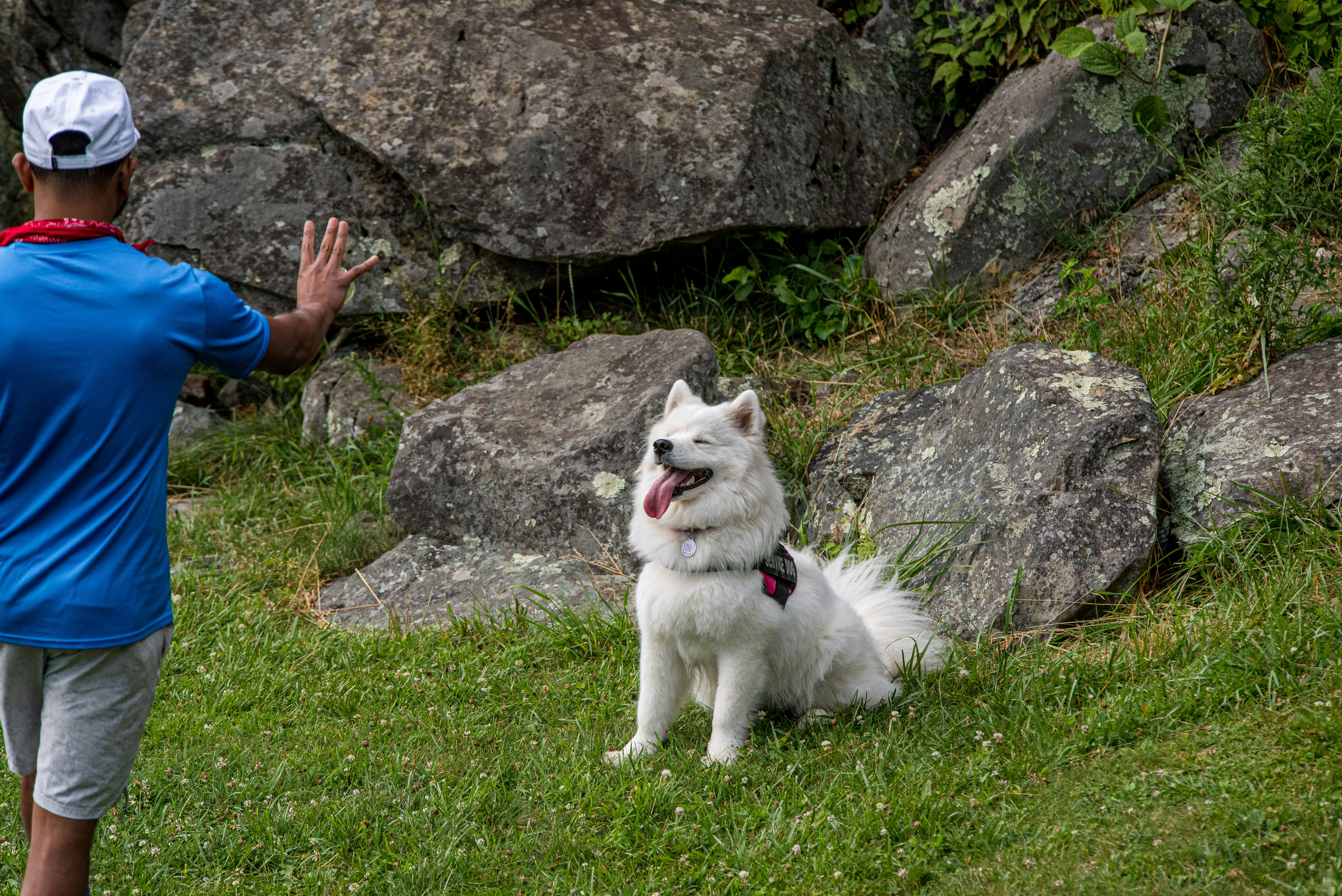 Professional dog trainer working with a golden retriever