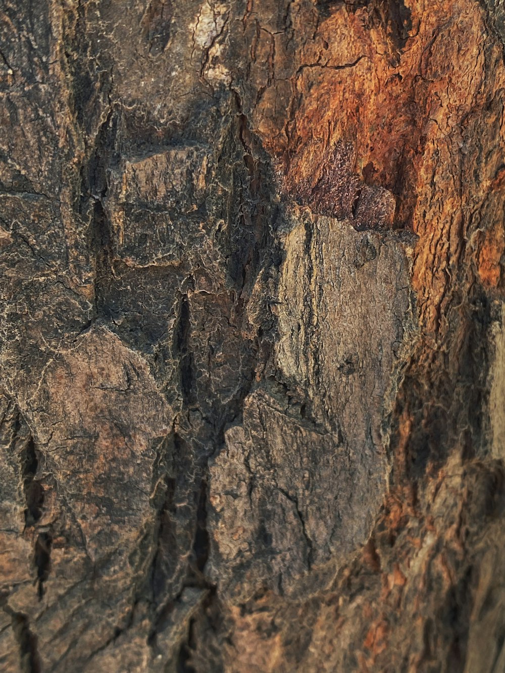 a close up of a tree bark