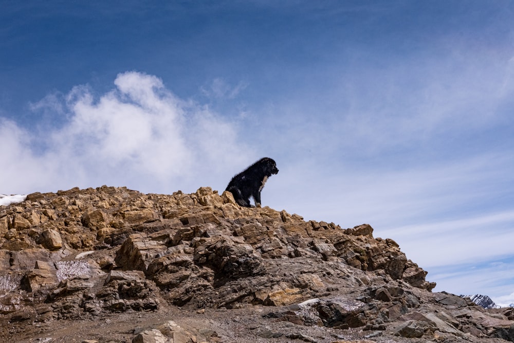 Un chien assis sur une colline rocheuse