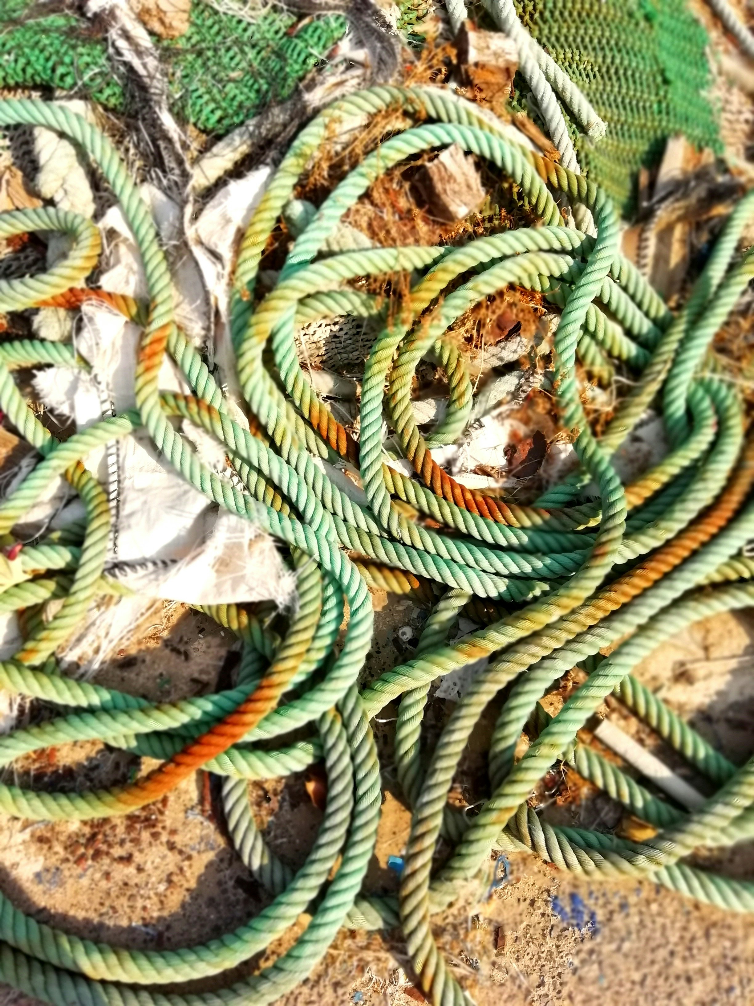 a close-up of some plants