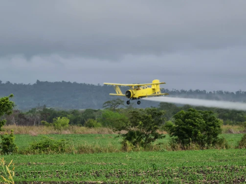 Agricultural drone flying low over green crops performing precision spraying.