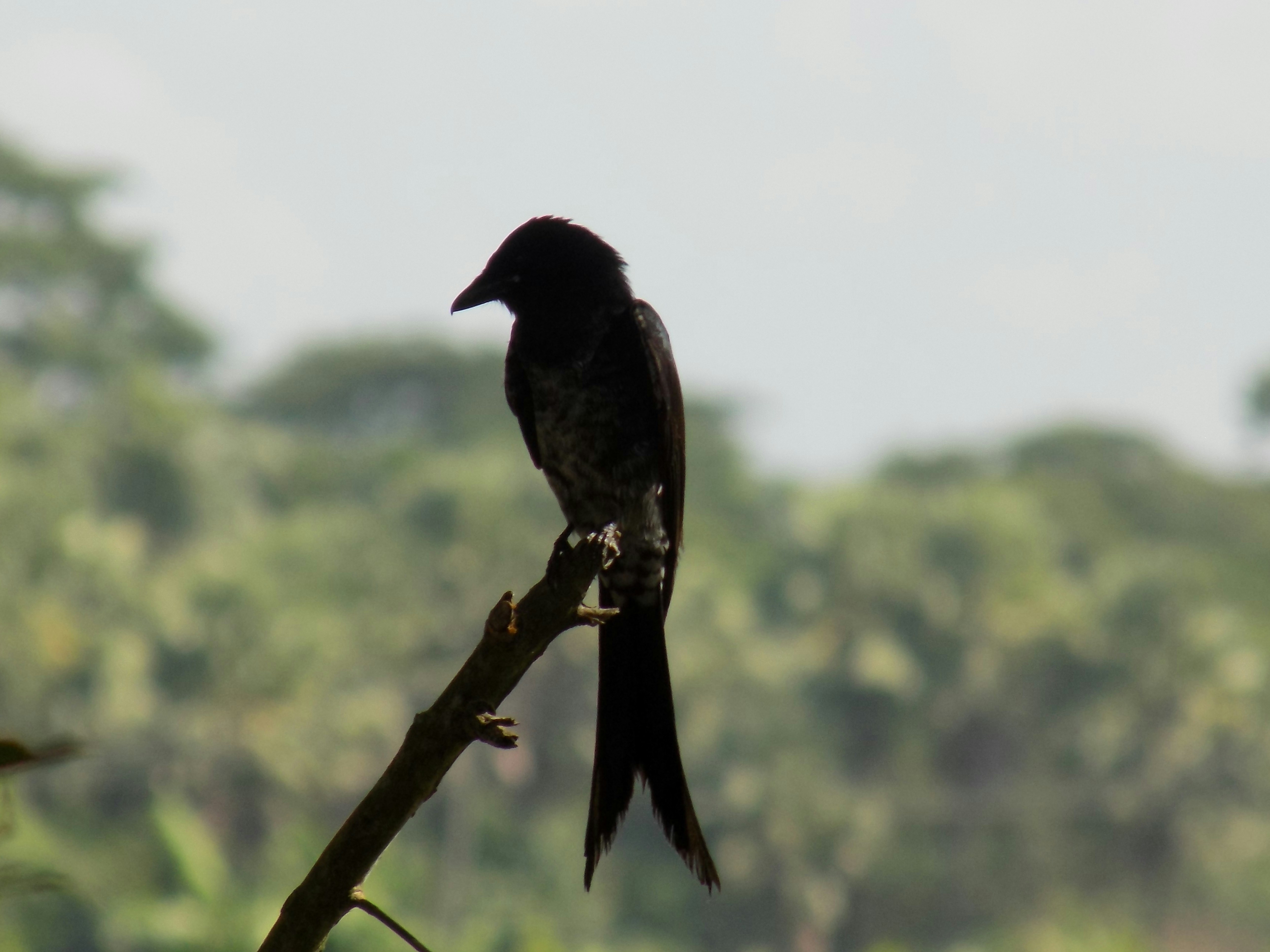 Photo by shadinnature