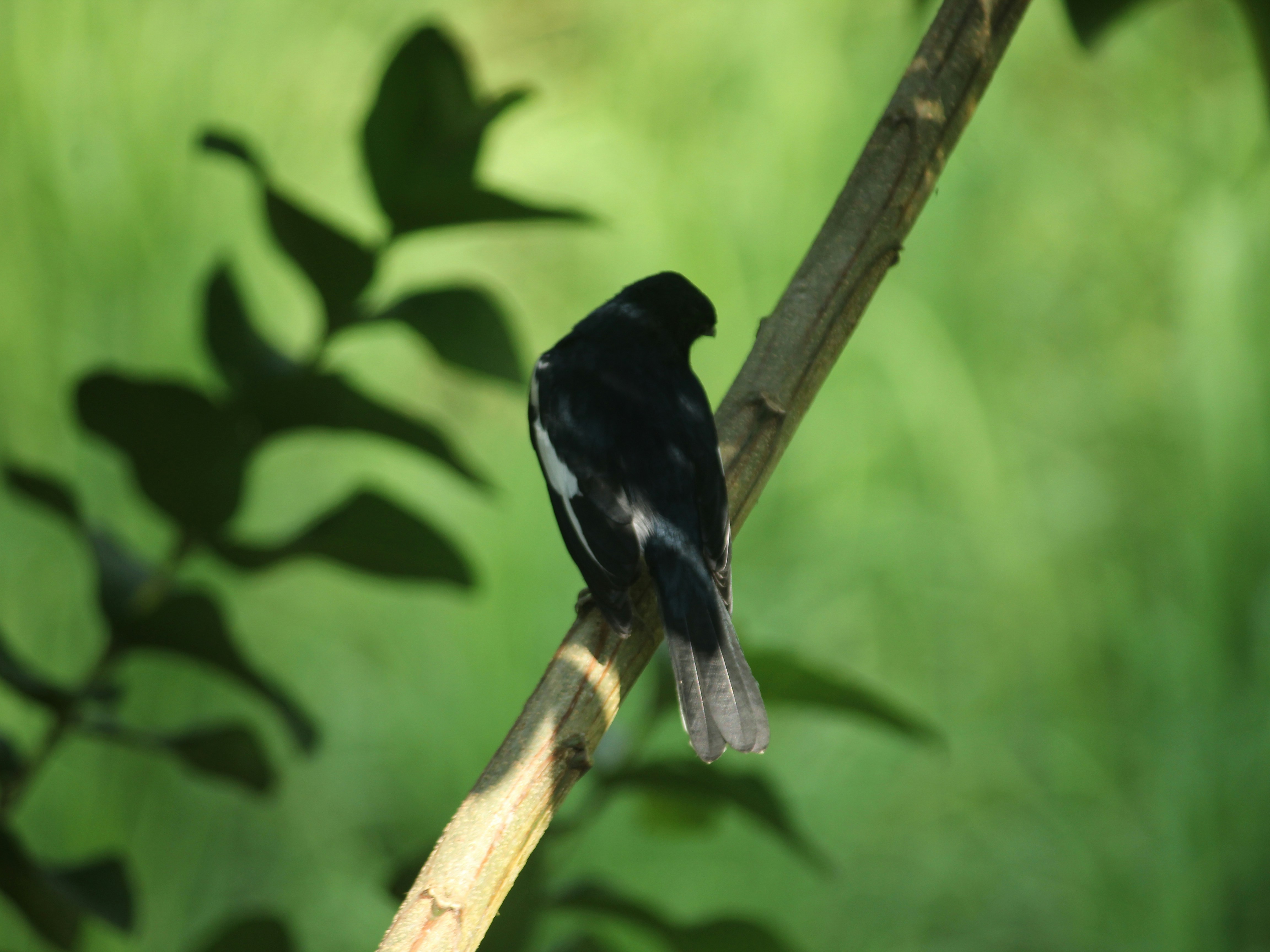 Photo by shadinnature