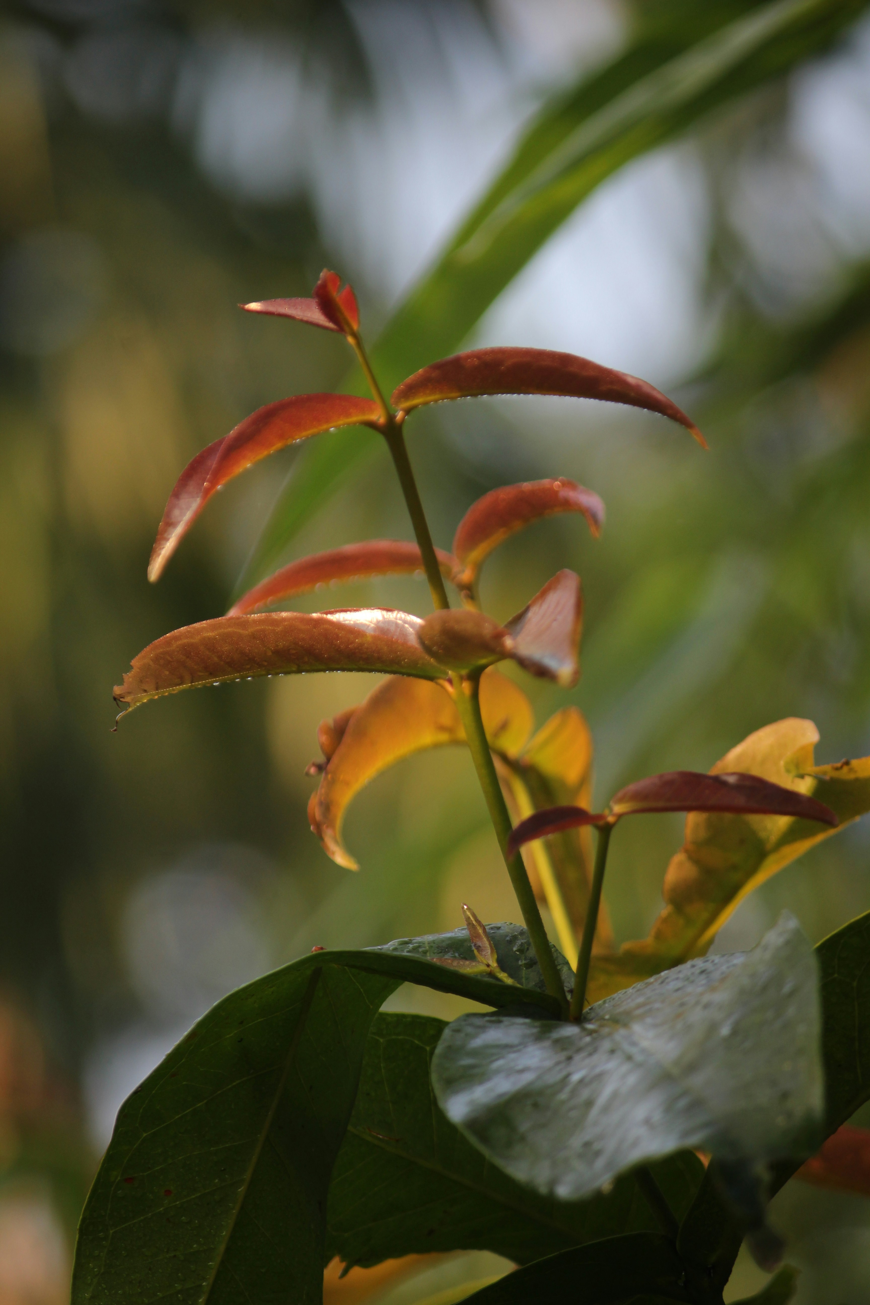 Photo by shadinnature