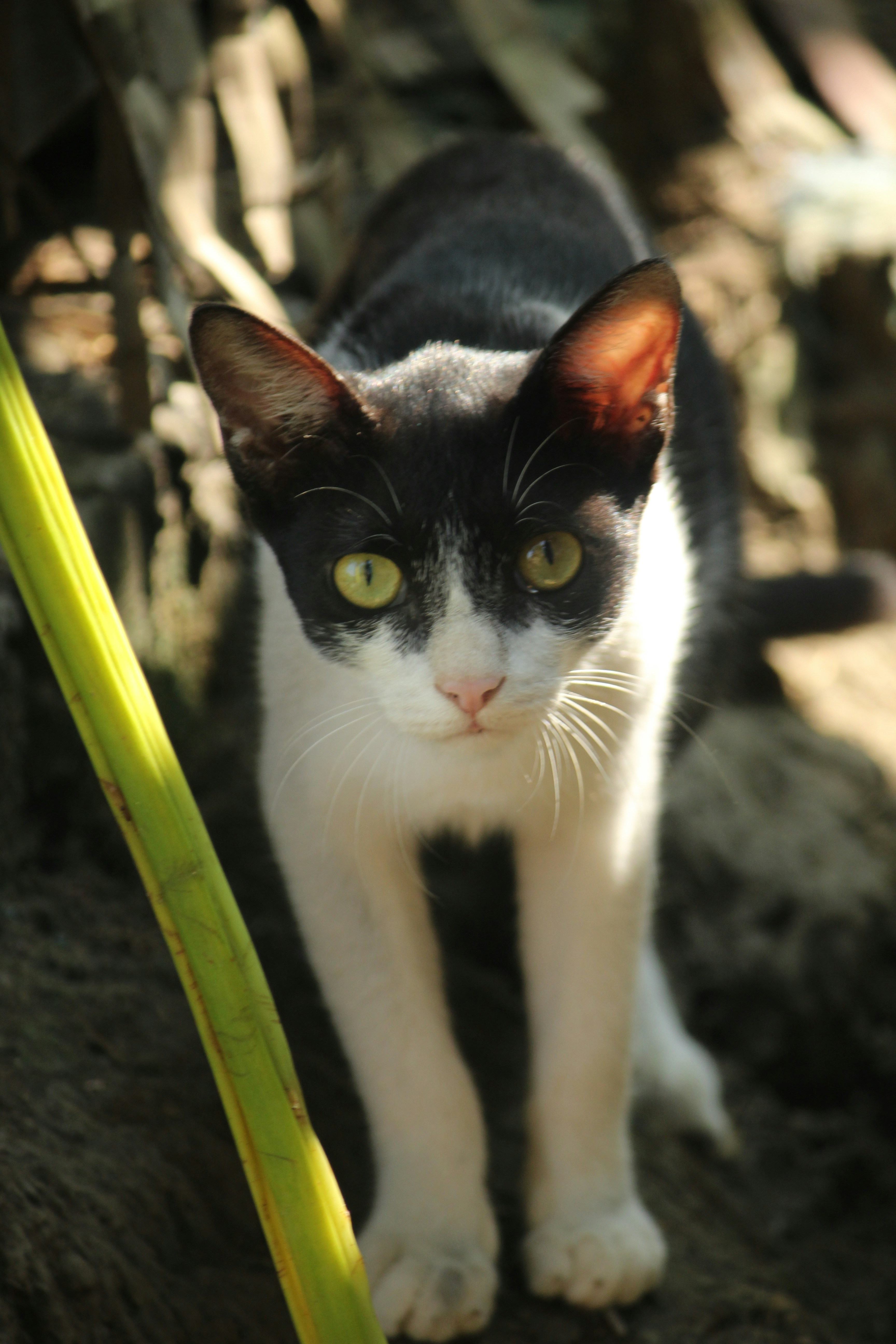 Photo by shadinnature