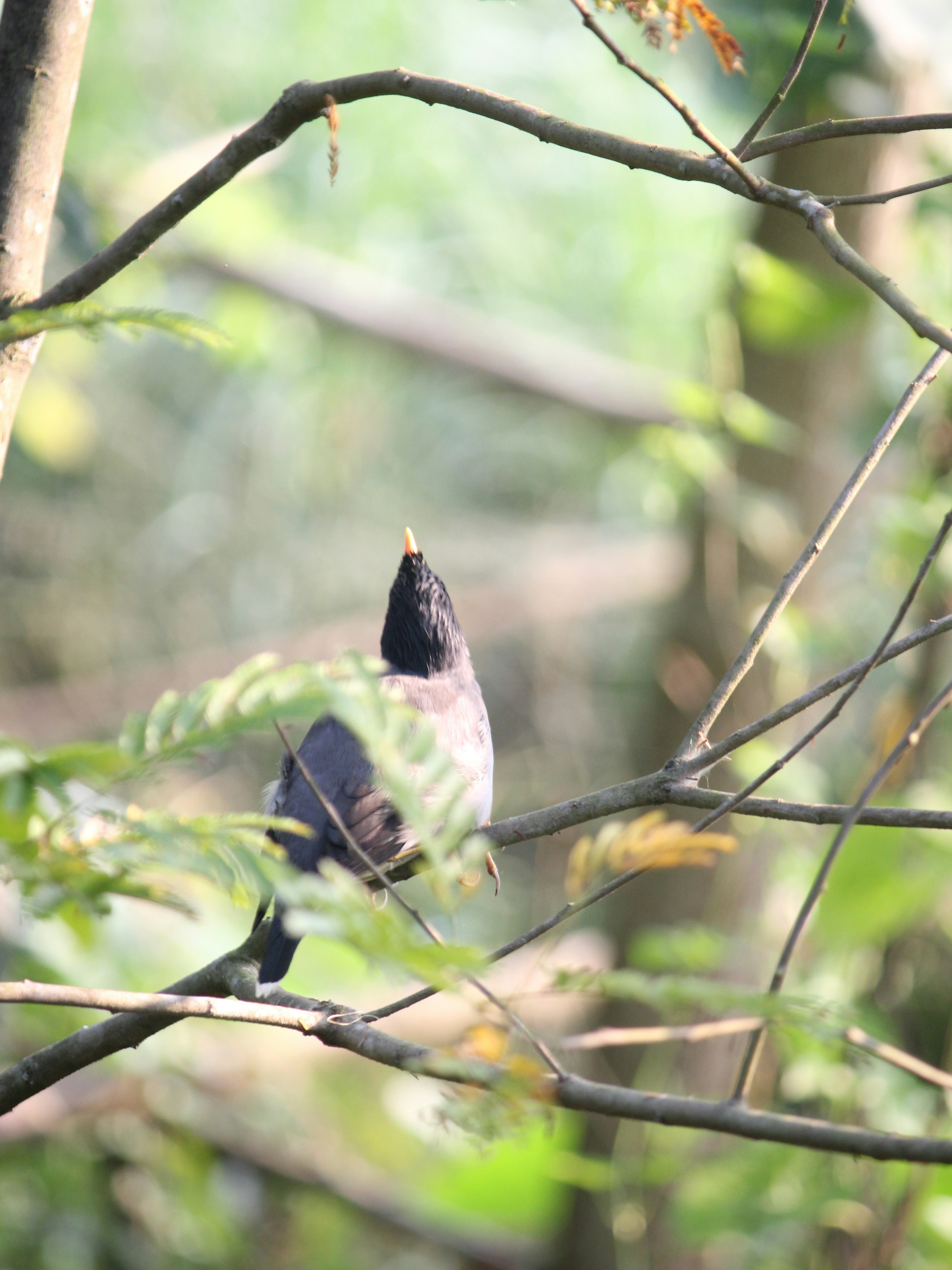 Photo by shadinnature