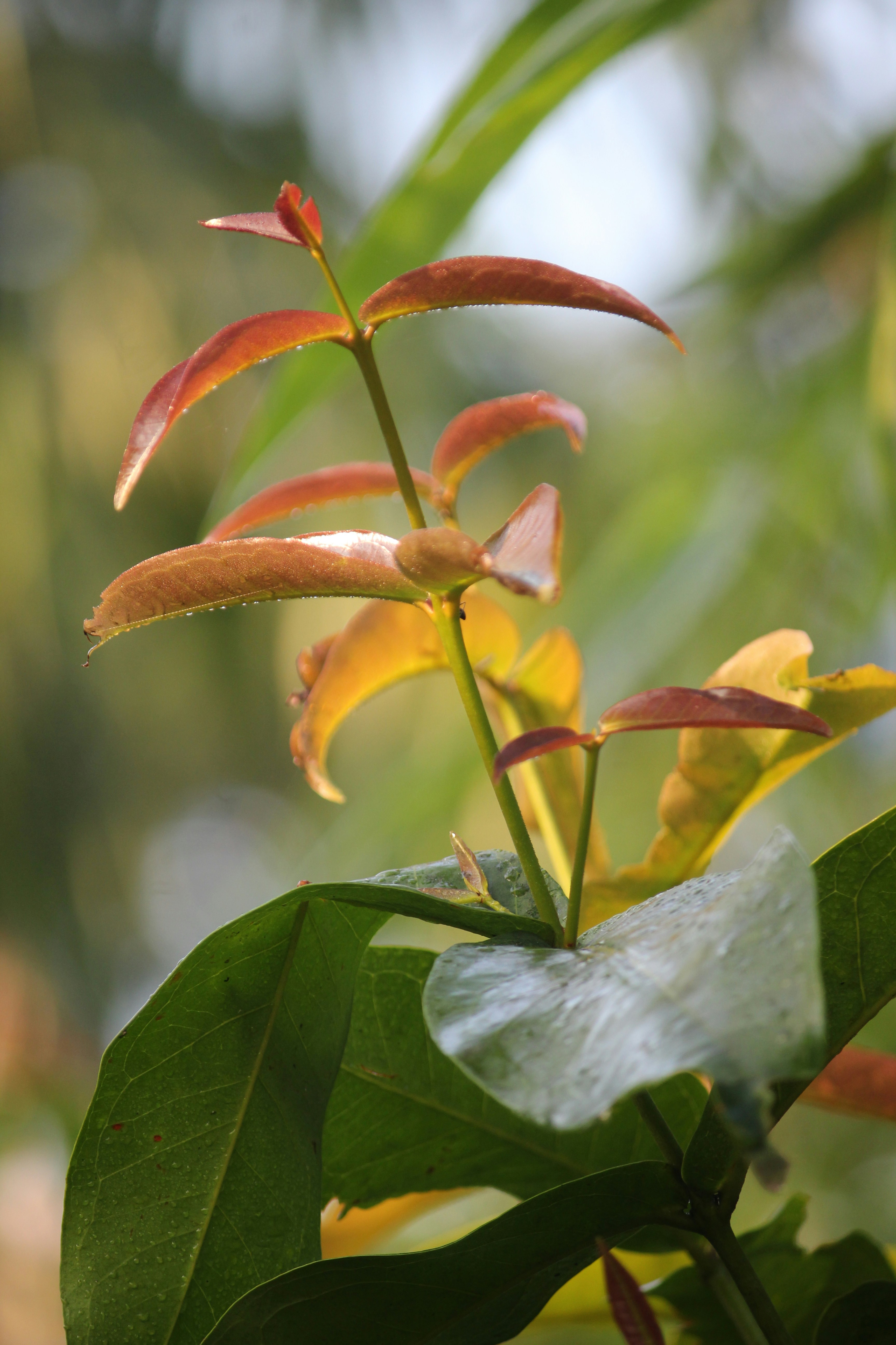 Photo by shadinnature