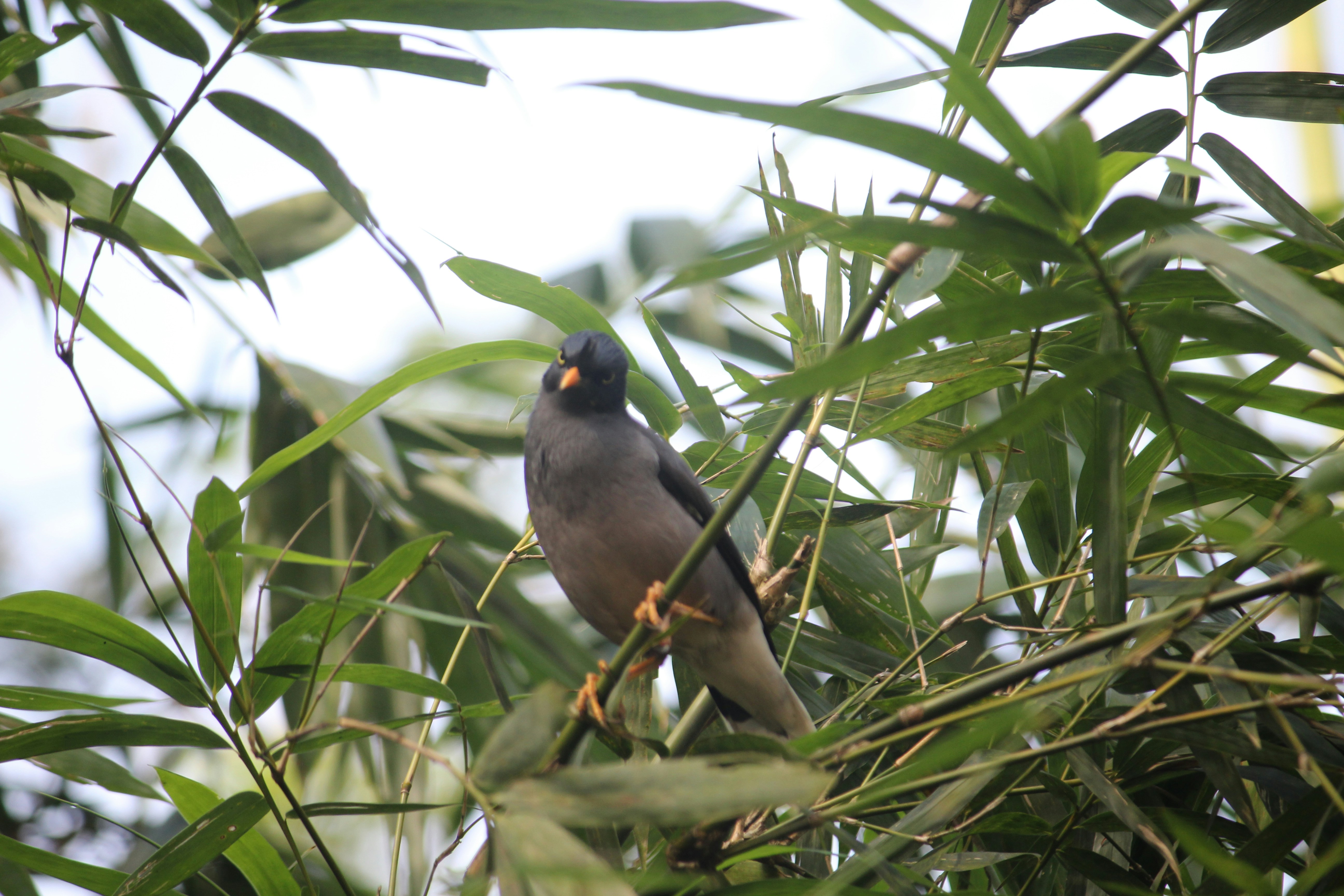 Photo by shadinnature