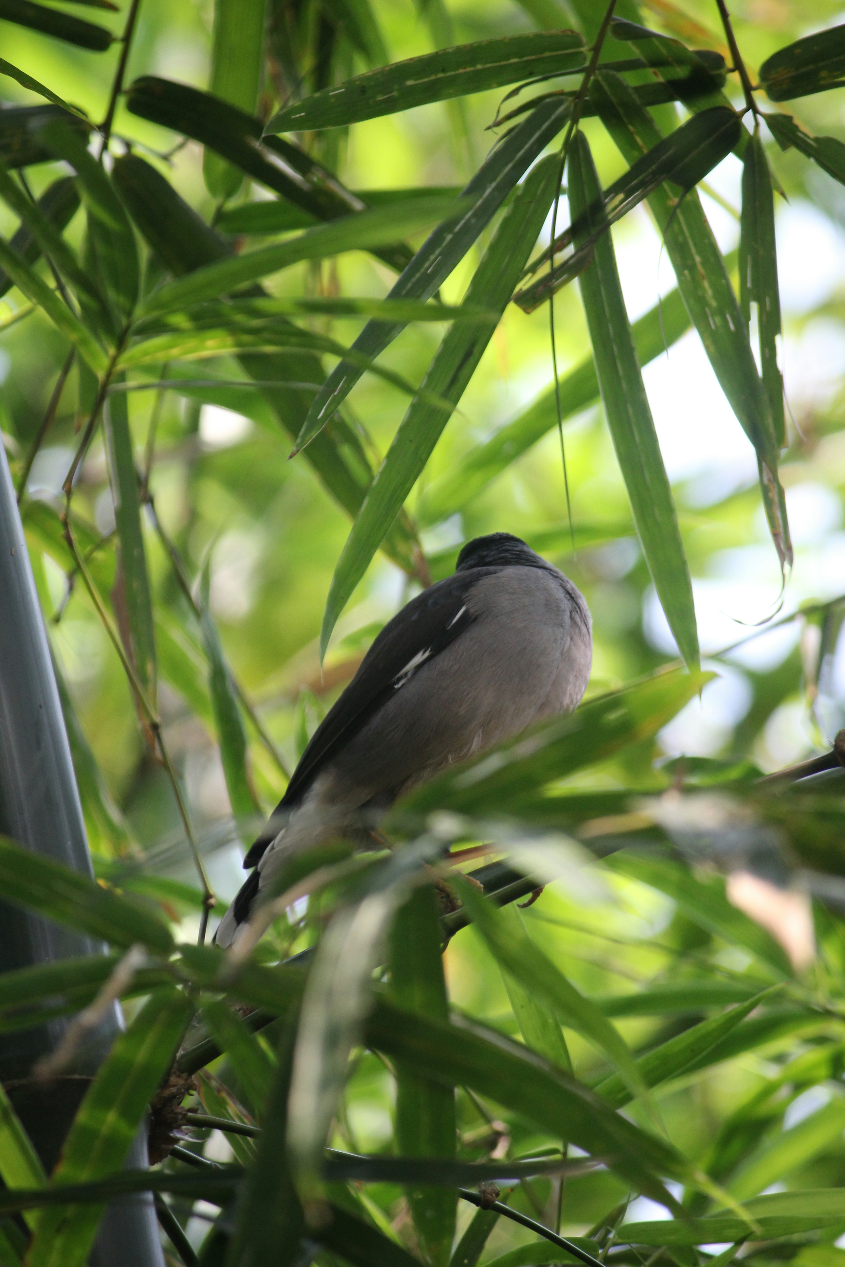 Photo by shadinnature