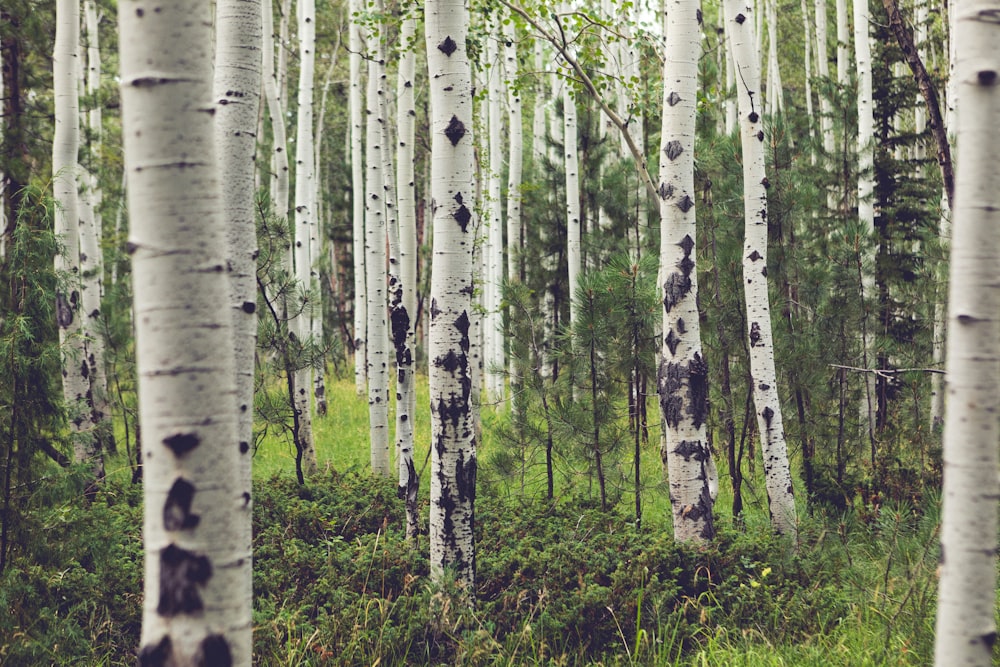 a forest of trees