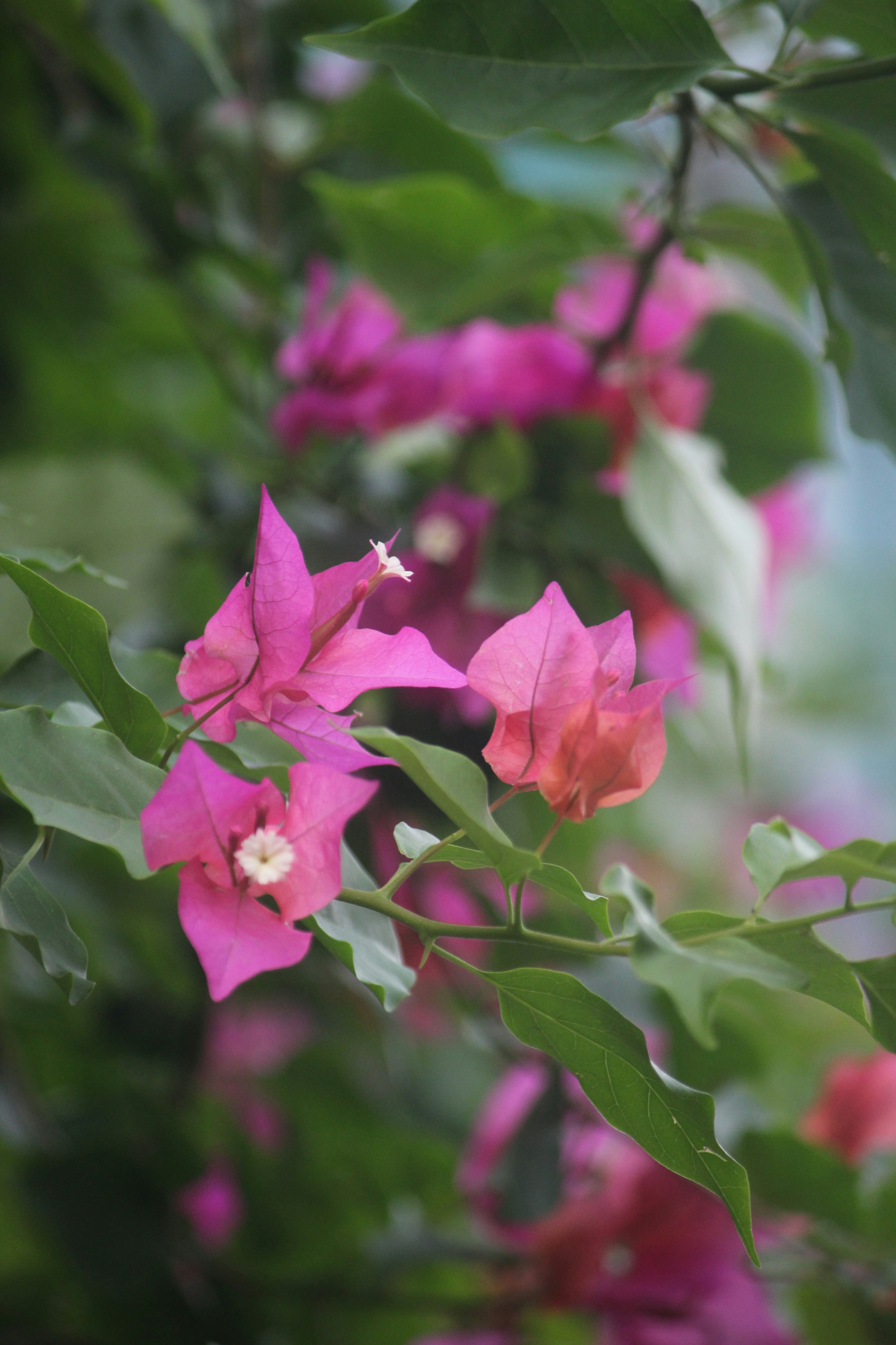 Photo by shadinnature