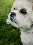 A close-up of a dog on a grassy lawn.