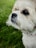 Close-up of a well-behaved dog sitting calmly beside its owner outdoors.