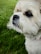 Close-up of a well-behaved dog sitting calmly beside its owner outdoors.