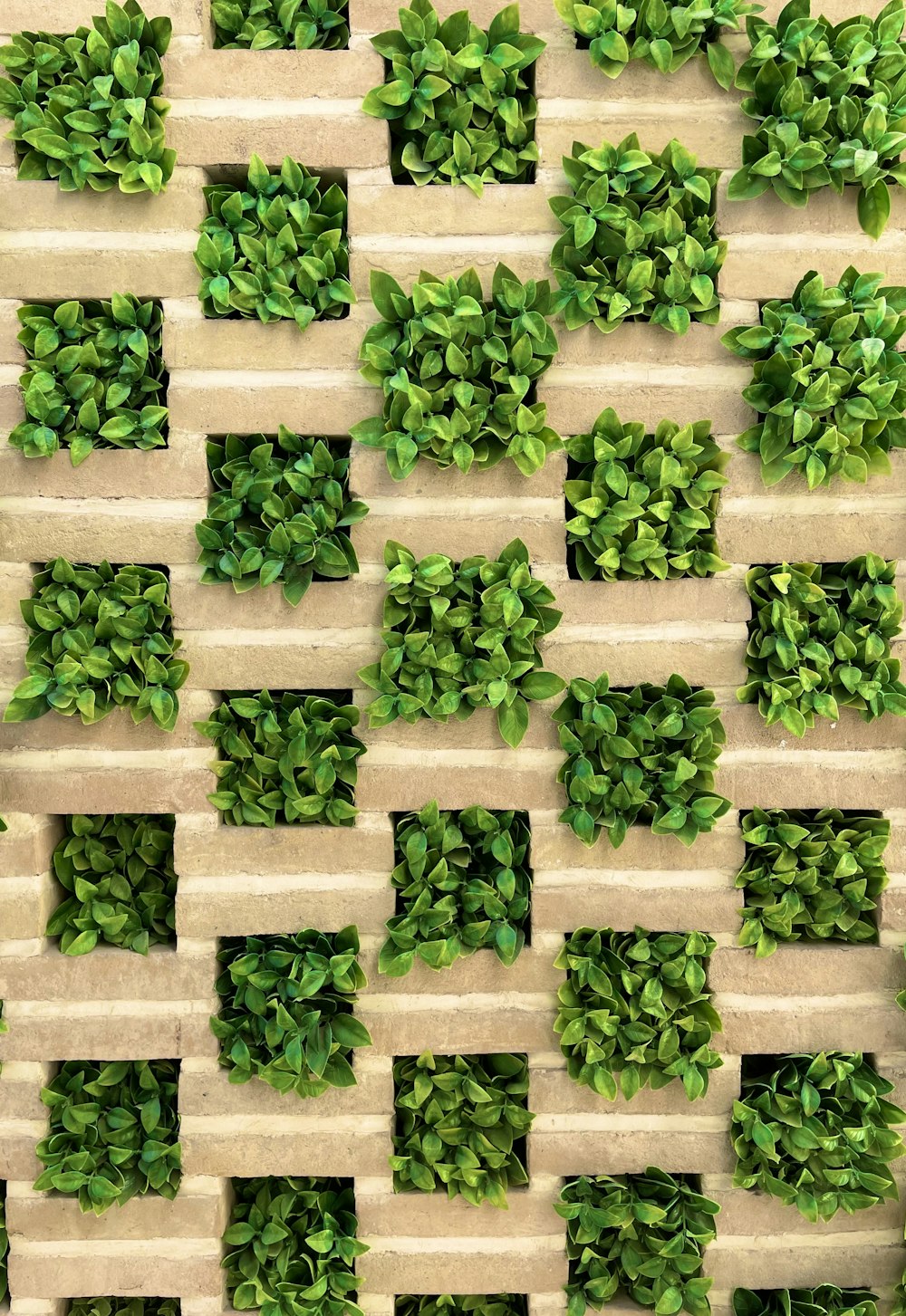 a group of green vegetables