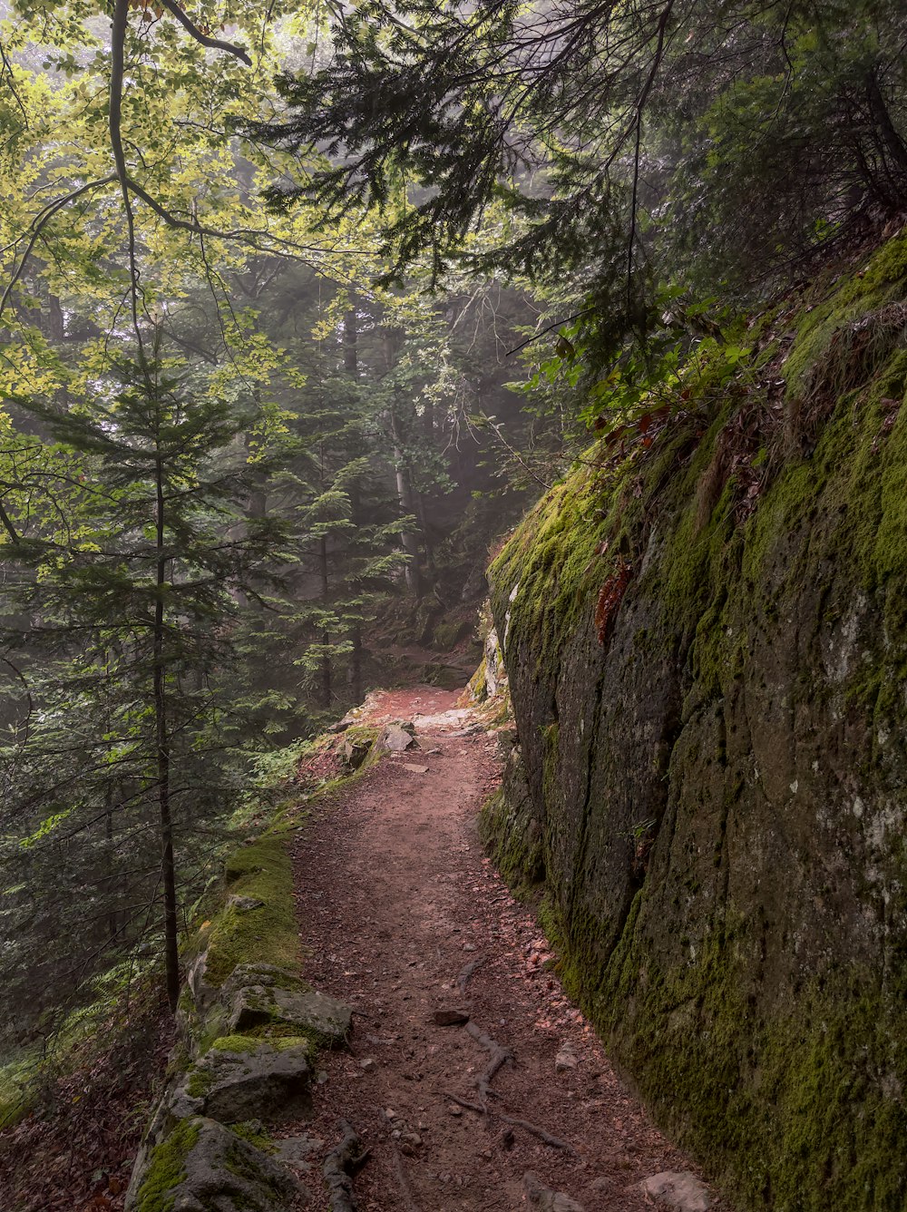 a dirt path through a forest