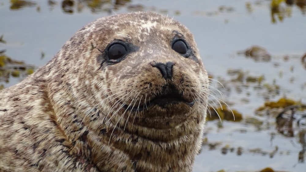 a close up of a seal