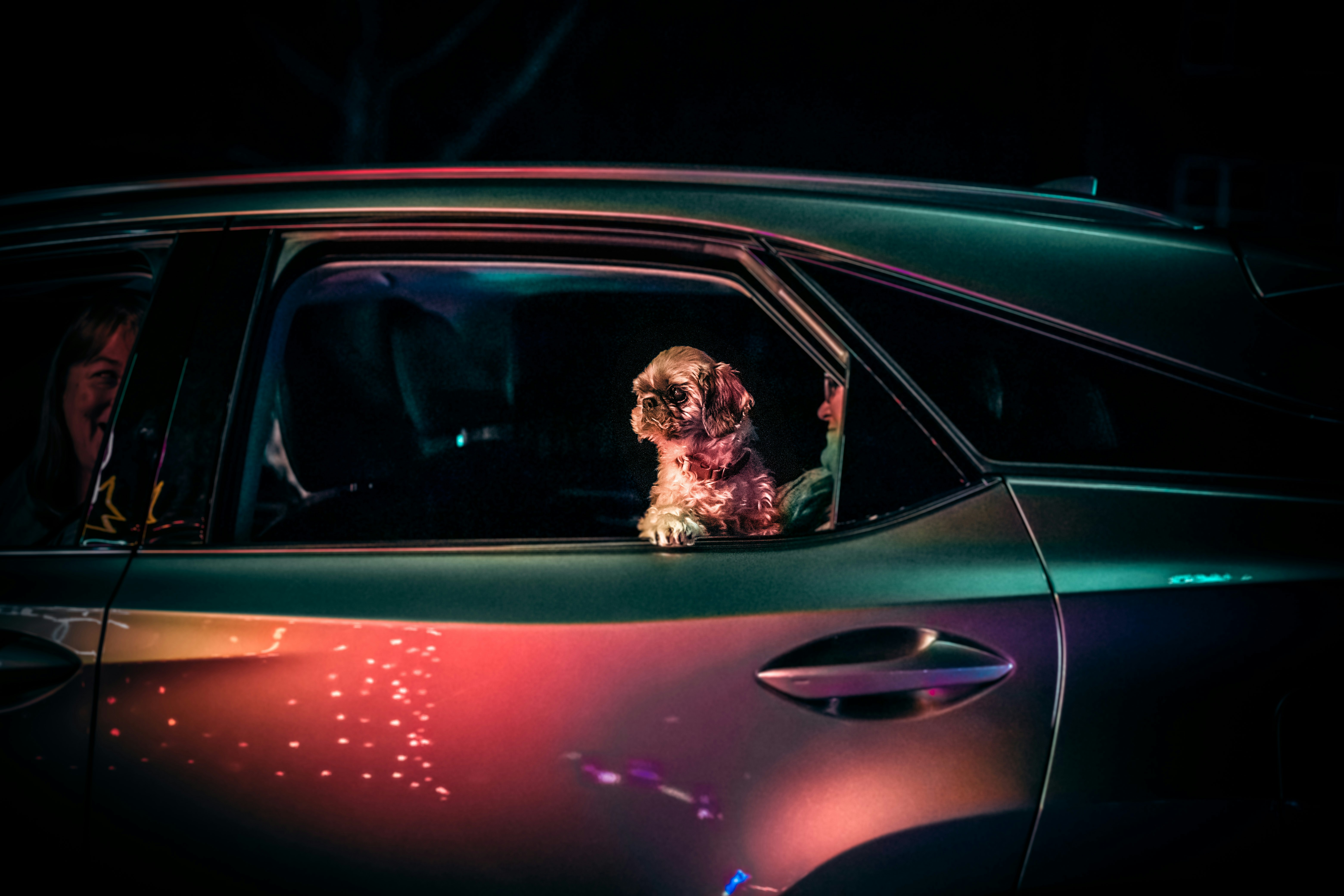 Why Do Dogs Wiggle and Whine in the Car?