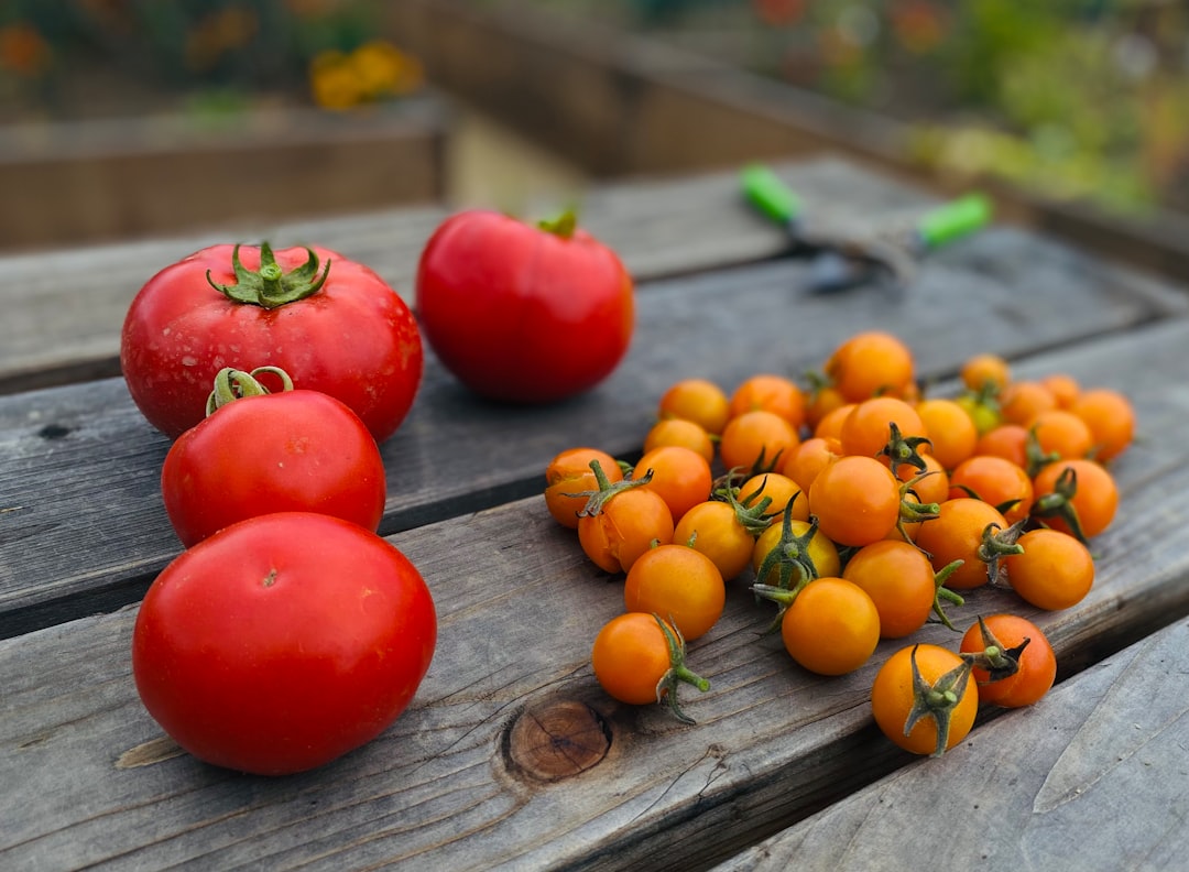 番茄品種大解析：認識 8 種特色番茄