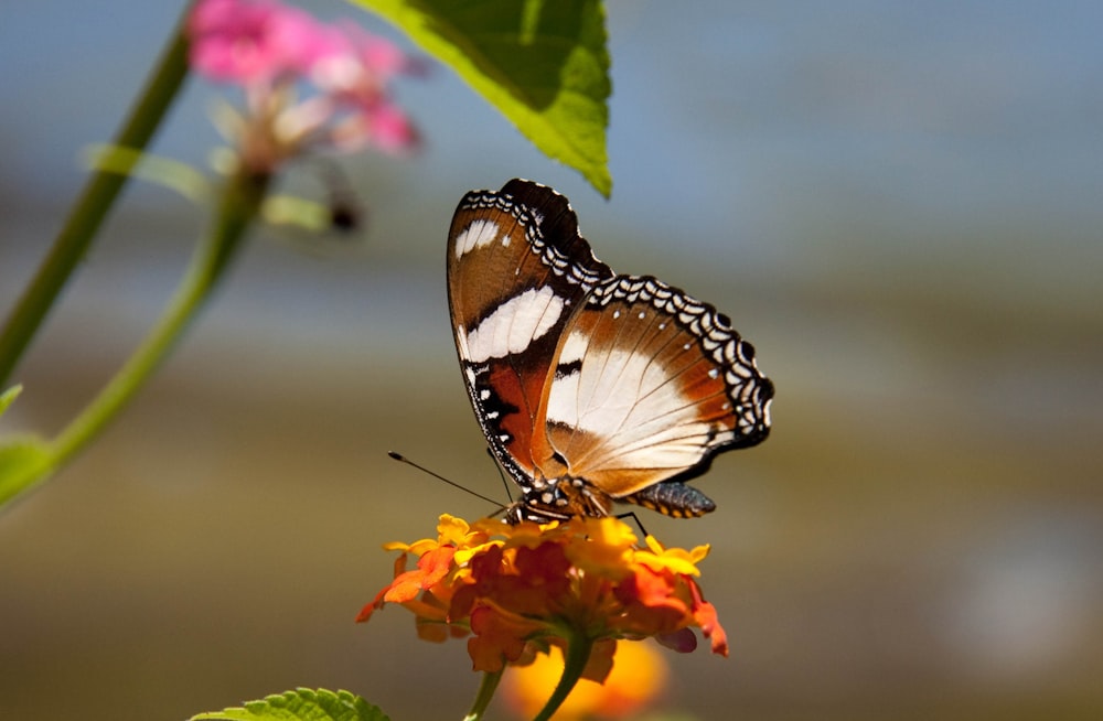 a butterfly on a flower