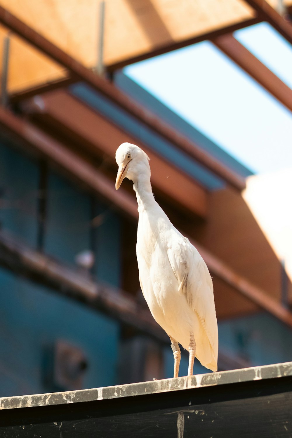 a white bird standing on a roof