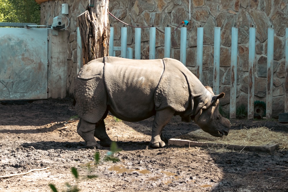 a rhinoceros walking in a dirt area