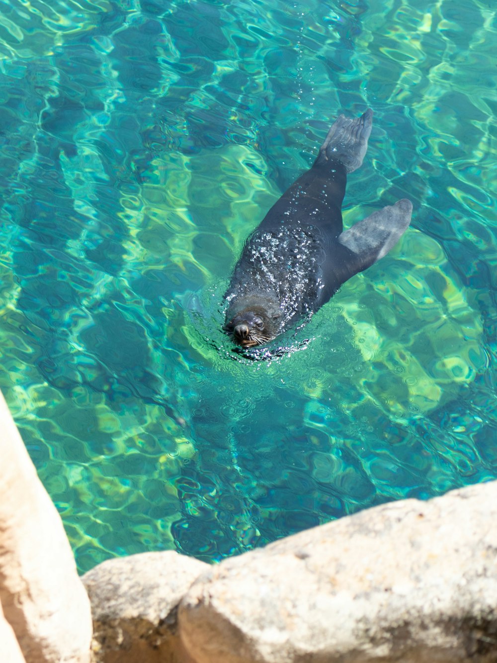 a sea animal swimming in water