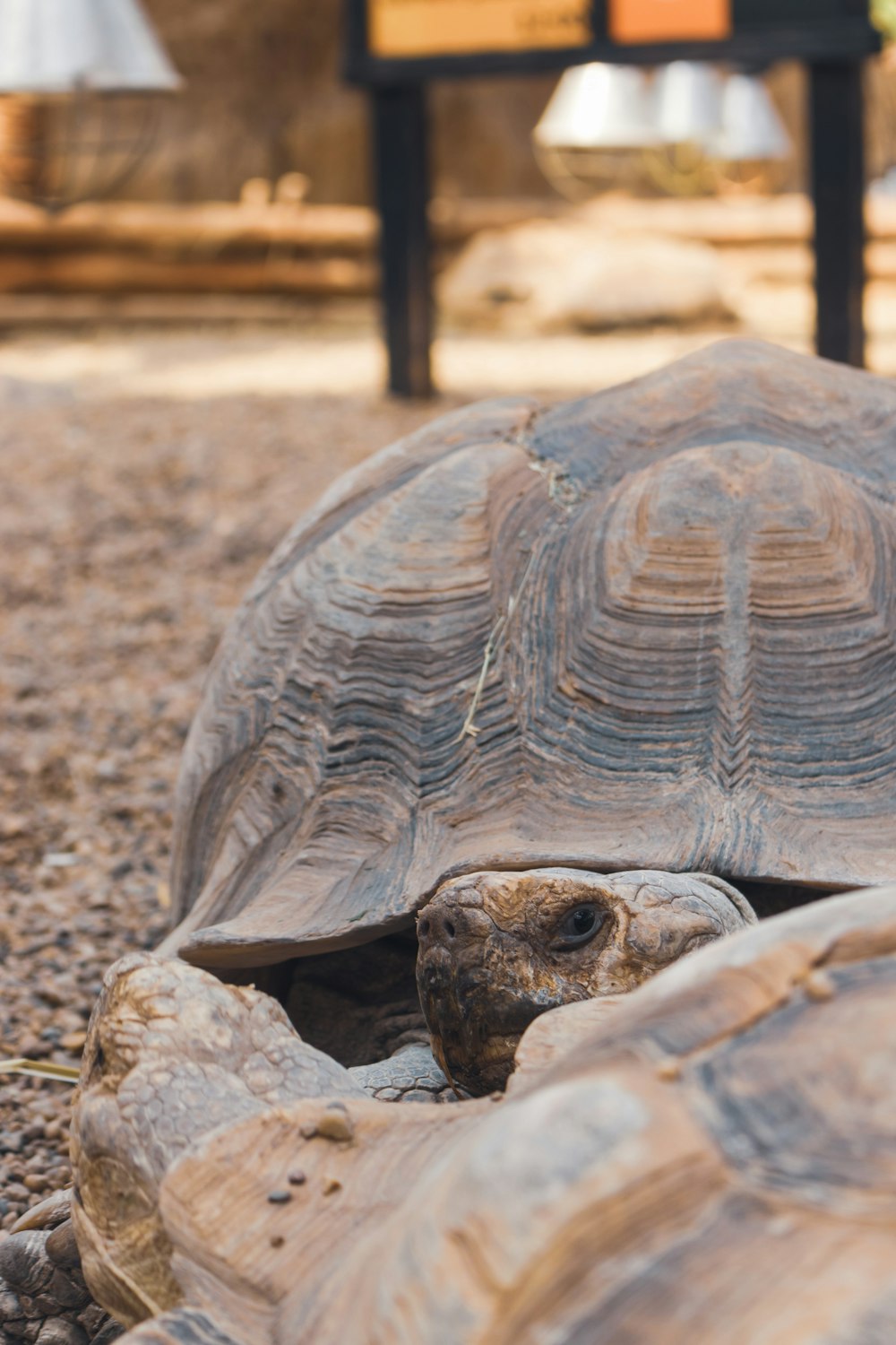 Een reuzenschildpad 