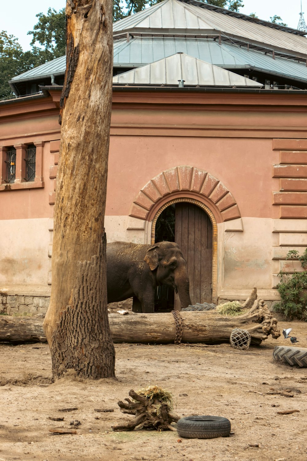 an elephant standing next to a tree