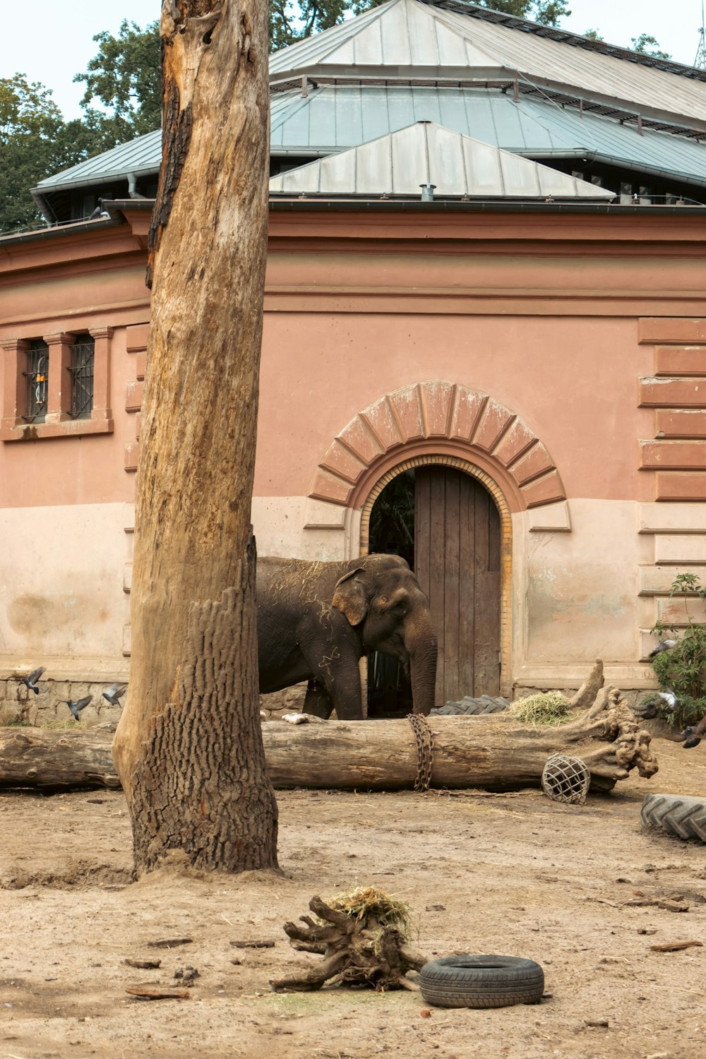 an elephant standing next to a tree