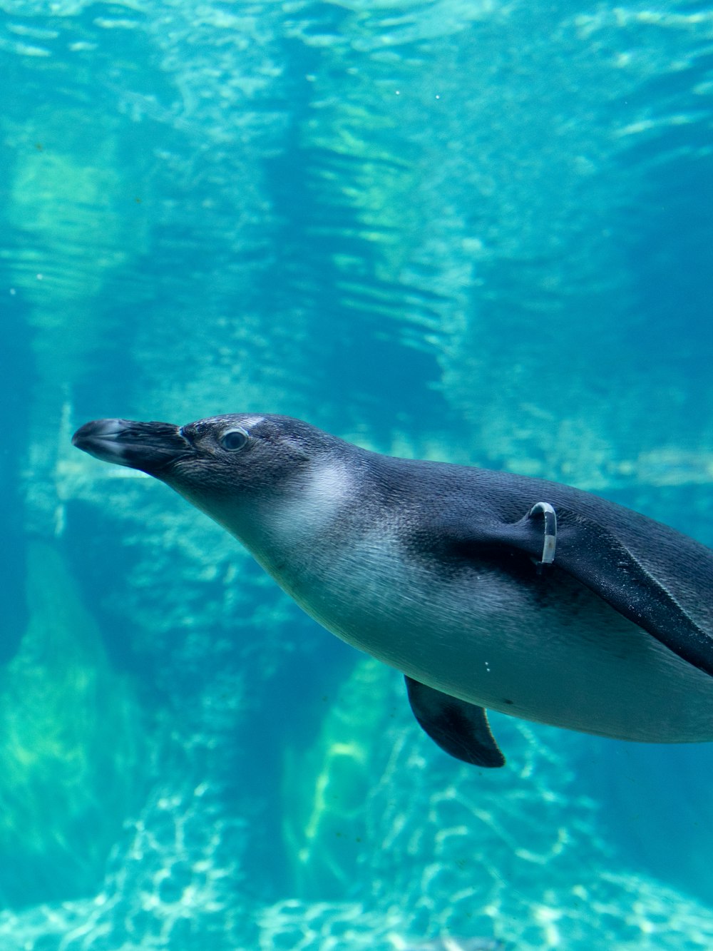 a dolphin swimming in water