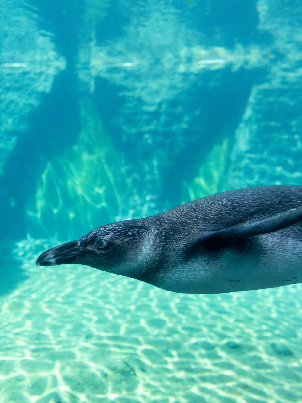 a dolphin swimming in the water