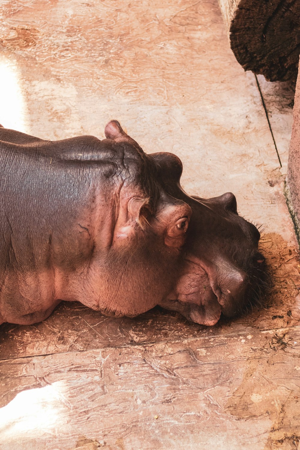 Un couple d’hippopotames allongés sur le sol